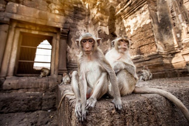 coronavirus macachi guariti riammalano
