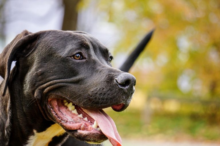 Pitbull