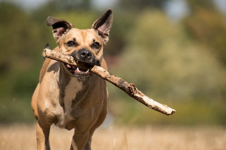 Cane meticcio