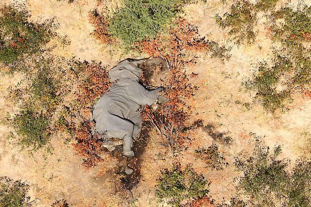 elefante morto