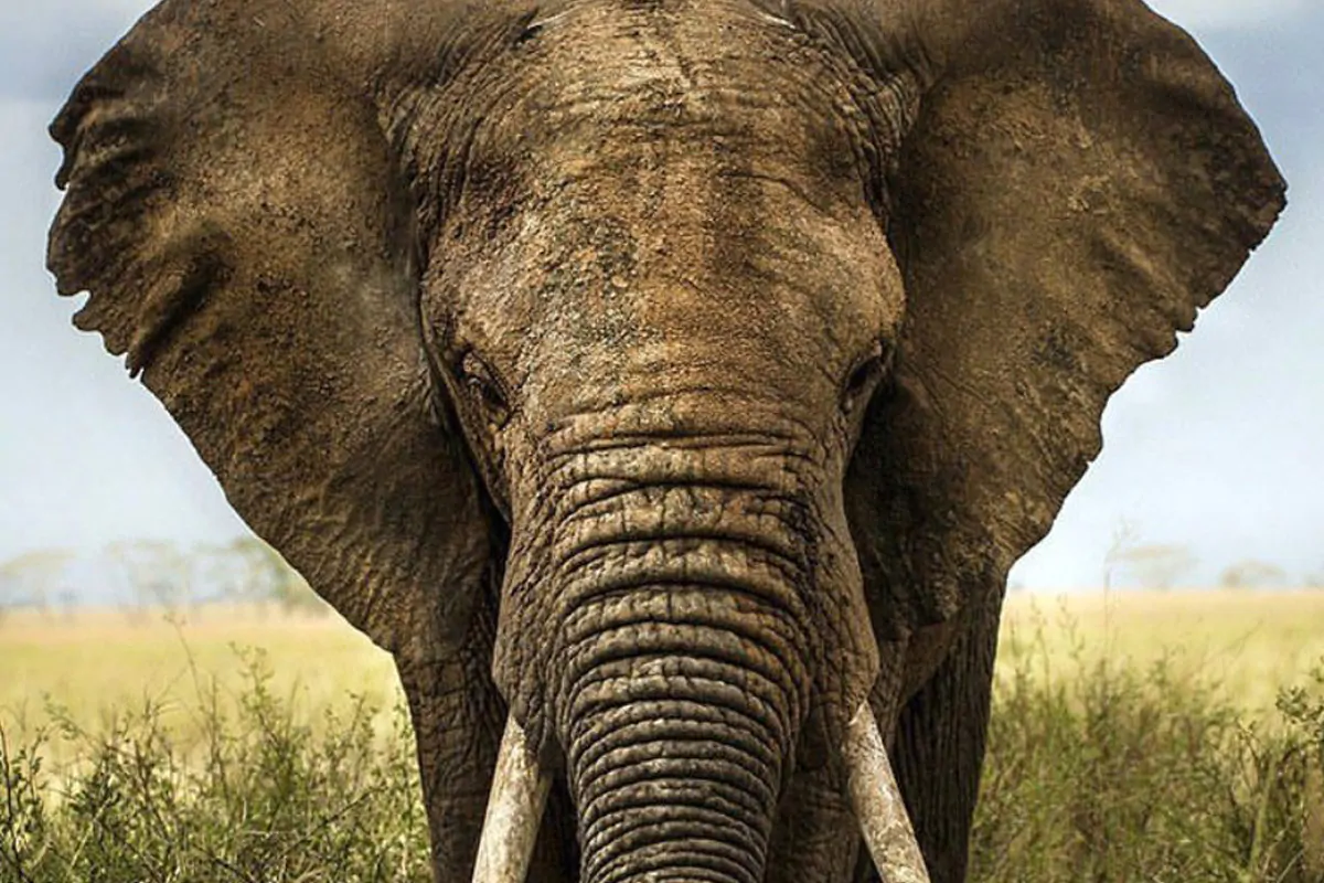 elefante sri lanka uccide studentessa