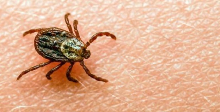 Encefalia zecche coronavirus