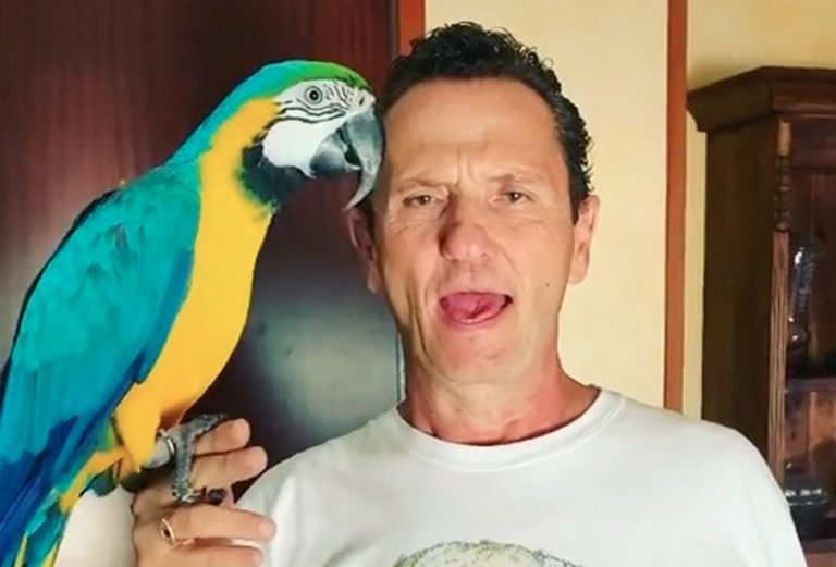 enzo-salvi-pappagallo