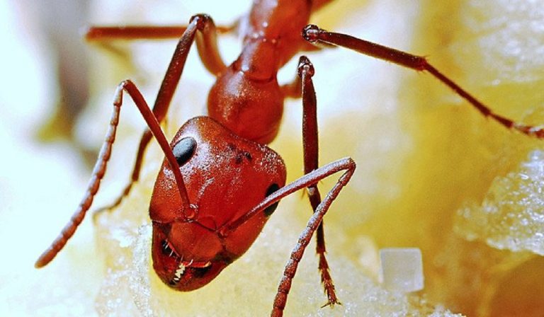 Abbandonata neonata vicino alle formiche, è morta