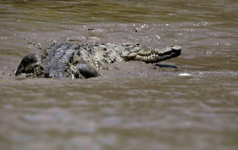 Messico, un bambino è stato aggredito da un coccodrillo