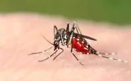 Invasione di zanzare, allarme in tutta Italia: le regioni più colpite