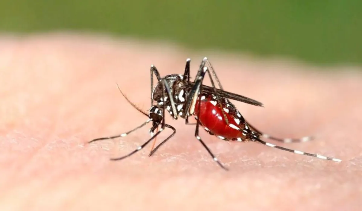 Invasione di zanzare, allarme in tutta Italia: le regioni più colpite