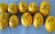 I limoni con 'macchia nera' provenienti dall'Argentina
