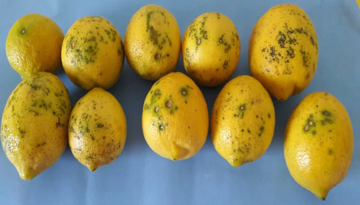 I limoni con 'macchia nera' provenienti dall'Argentina