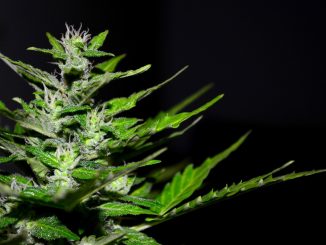 Cannabis coltivata da 80enne