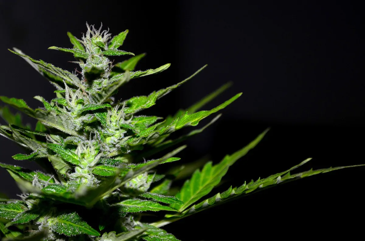 Cannabis coltivata da 80enne