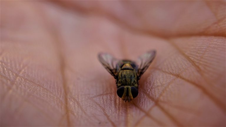 mosca nera Spagna
