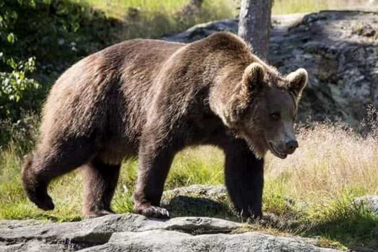 orso m49 scappato trentino
