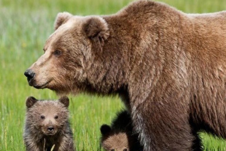 orso trentino sospeso abbattimento