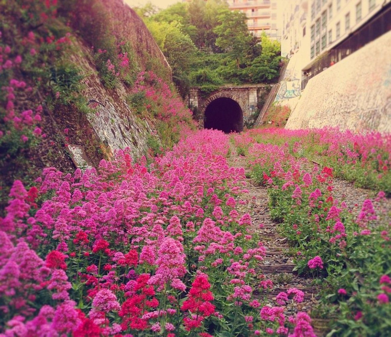 petite ceinture fiori