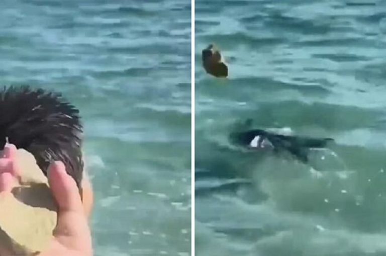 pietre cucciolo foca