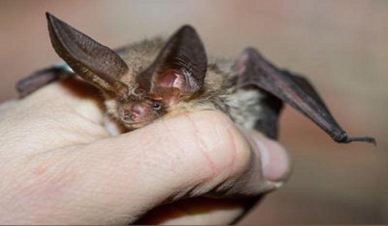 Milano, graffiata bimba da pipistrello