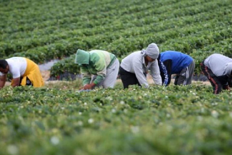 Regolarizzazione migranti domande