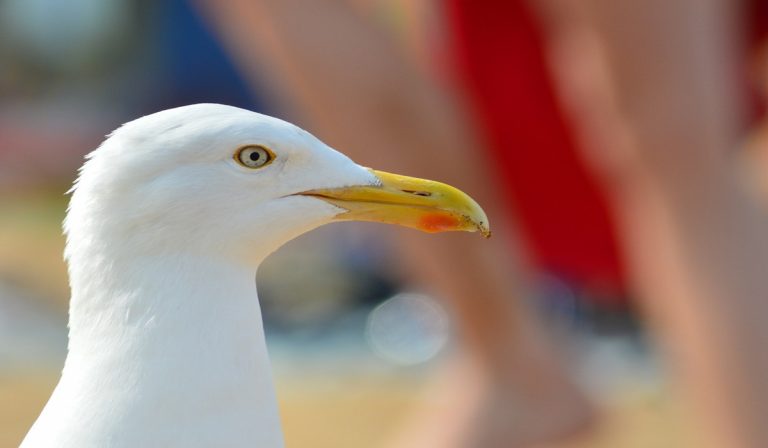 Regno Unito, uomo morde gabbiano per un panino