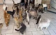 sequestro gatti ancona
