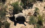 strage in botswana, 350 elefanti morti
