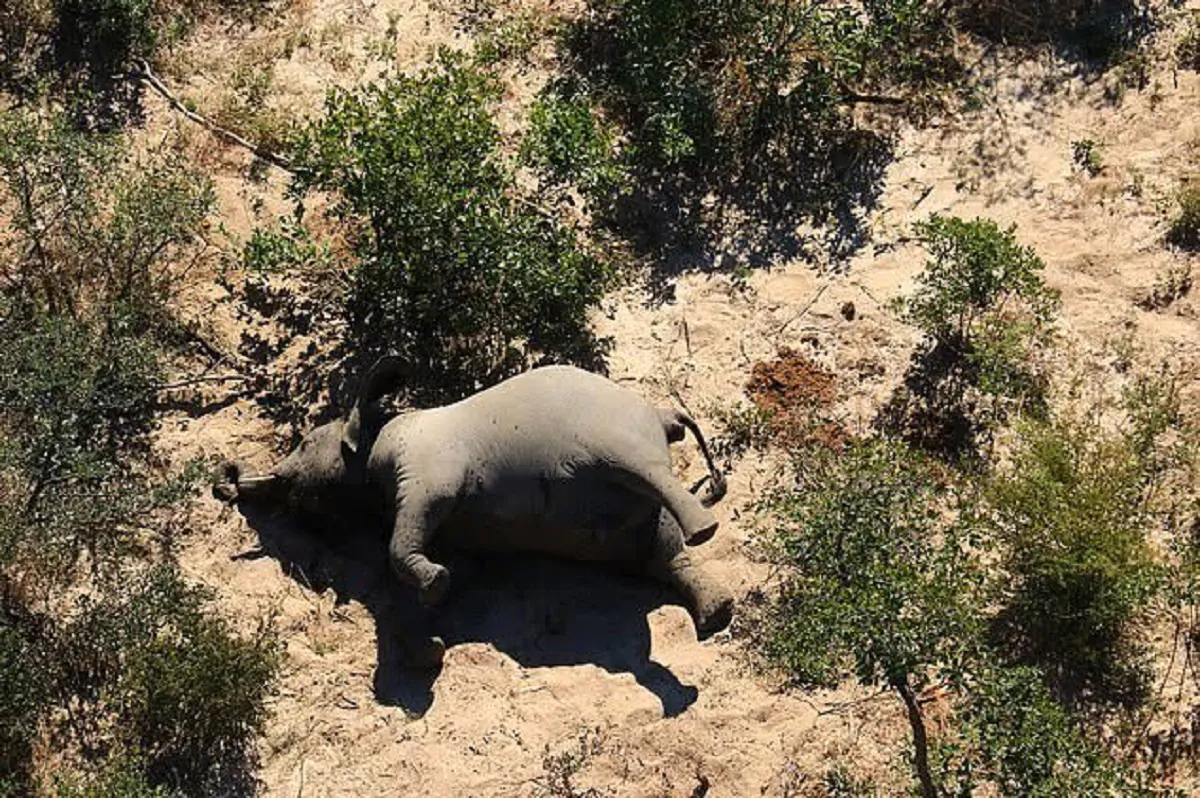 strage in botswana, 350 elefanti morti
