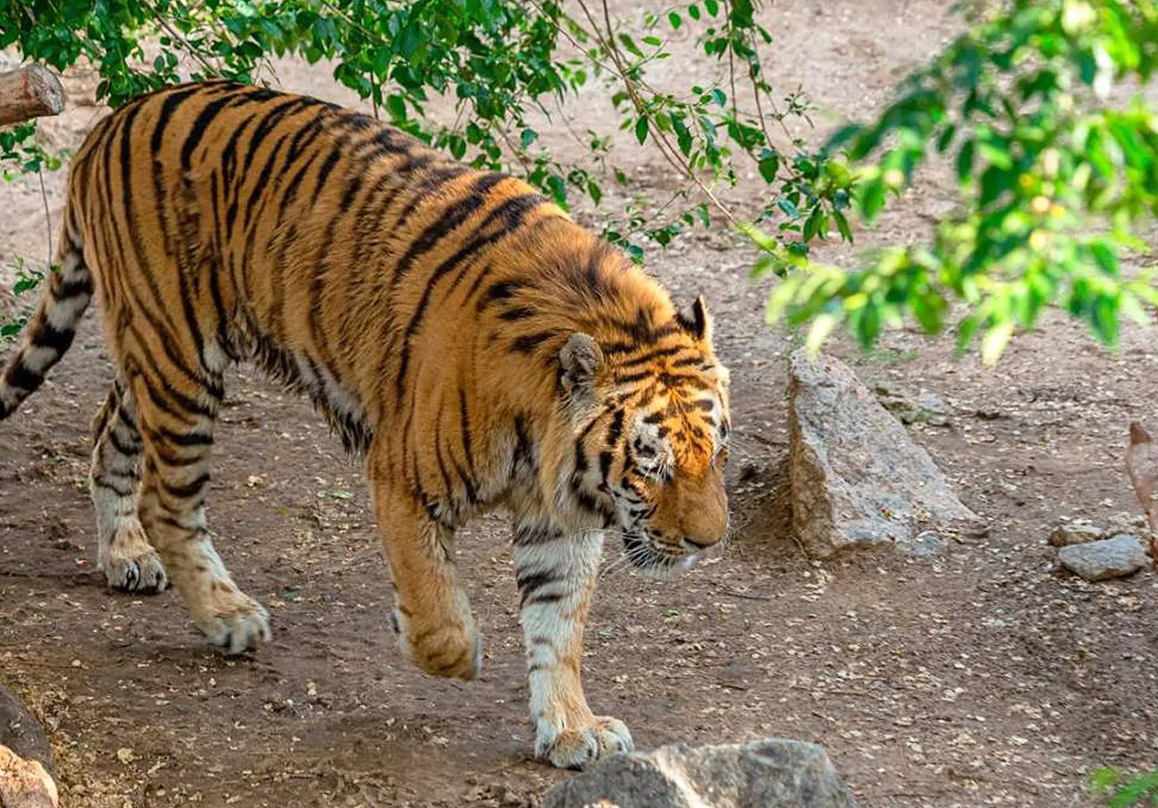 tigre-zoo-zurigo