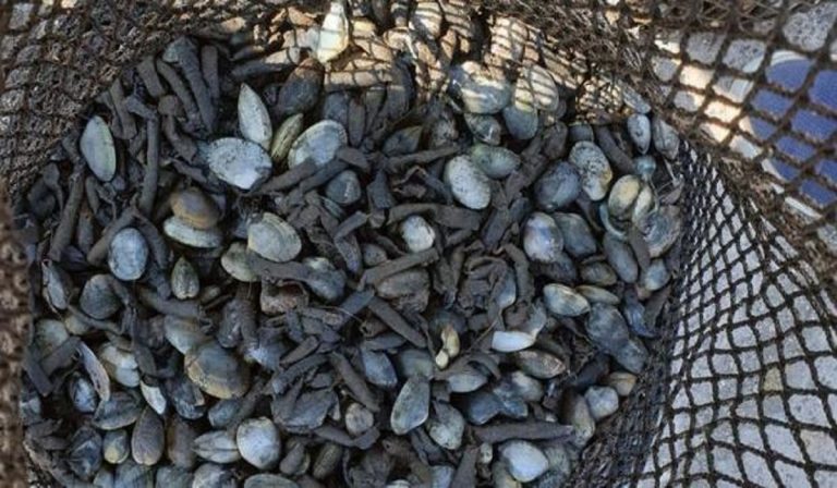 vongole escherichia coli napoli