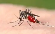 La zanzara trasmette il Covid? Uno studio chiarisce