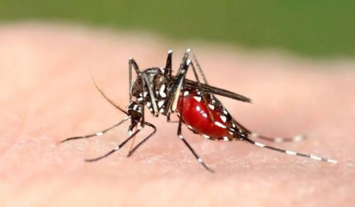 La zanzara trasmette il Covid? Uno studio chiarisce