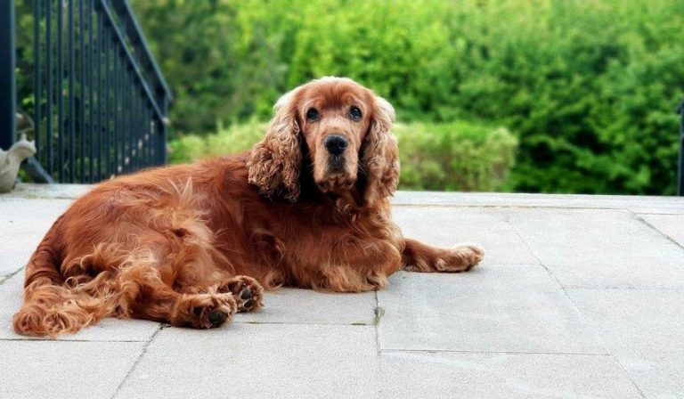 abbandonato cane sul balcone