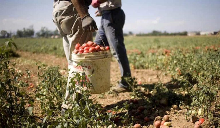 Covid, salgono i lavoratori positivi nell'azienda agricola di Mantova