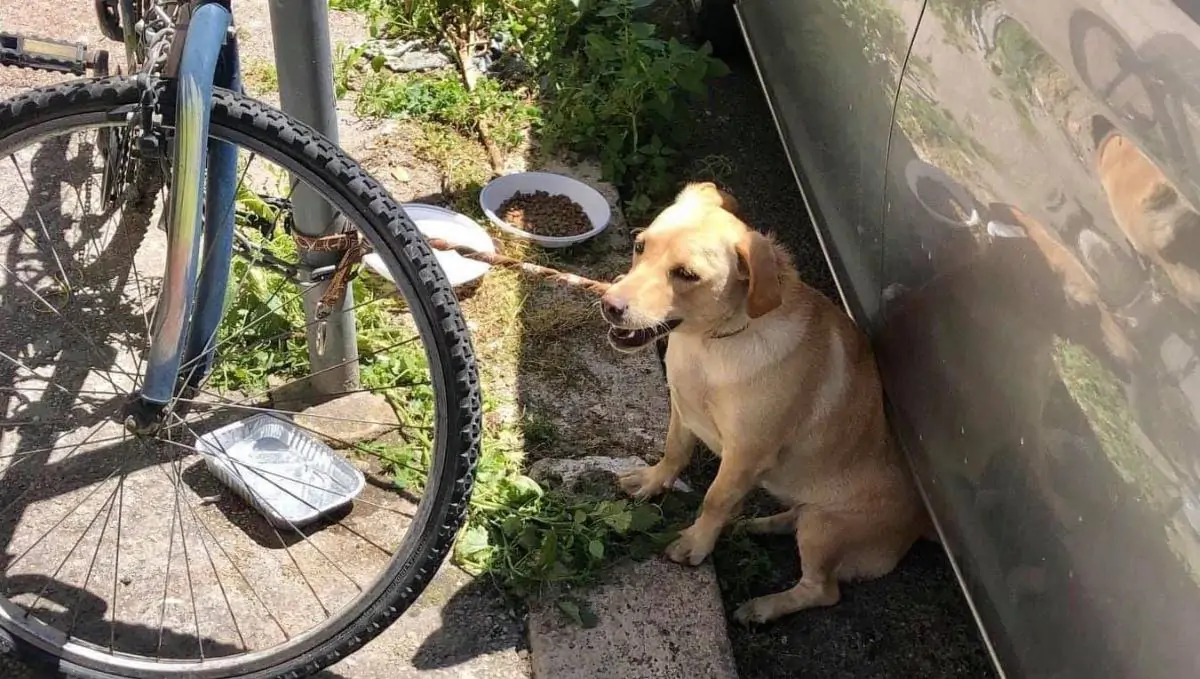 Cagnolina Roma1