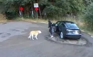 cane abbandonato nel parcheggio