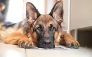 morto cane affetto da COVID - 19