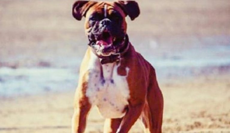 Rosolina Mare, un cane muore fra le braccia del suo padrone, il quale lo aveva spinto a fare il bagno