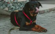 cane muore soffocato Ventimiglia