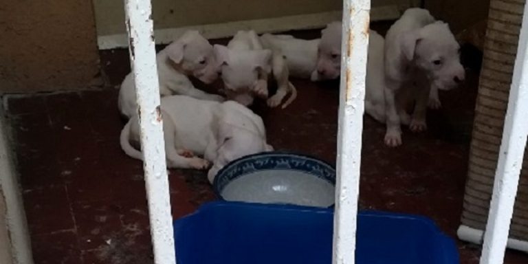 Cani abbandonati