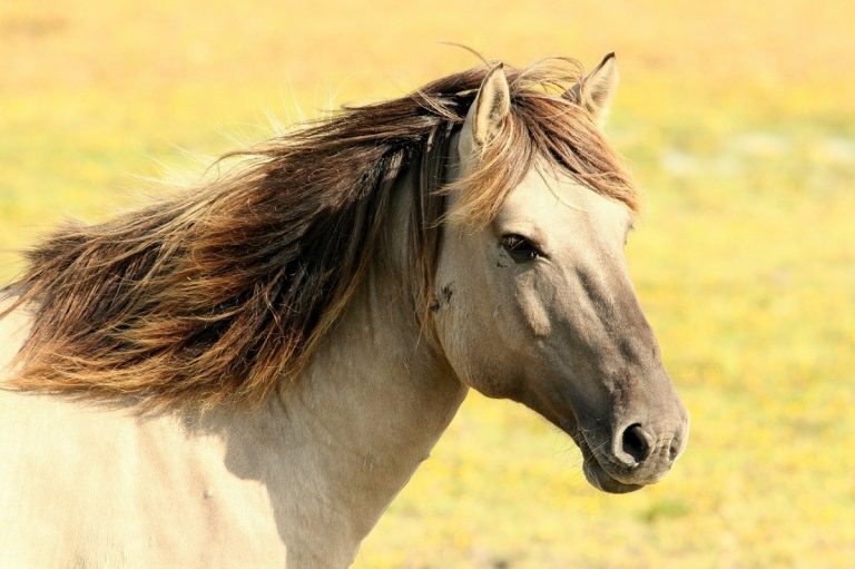Cavallo