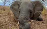 30 anni di carcere per un uomo africano che ha ucciso oltre 500 elefanti