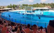 delfini zoomarine assembramenti