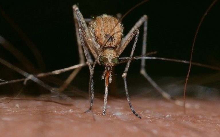 dengue scienziati australiani