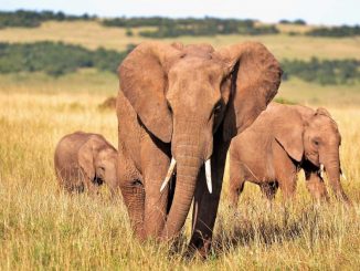 Elefanti in Kenya