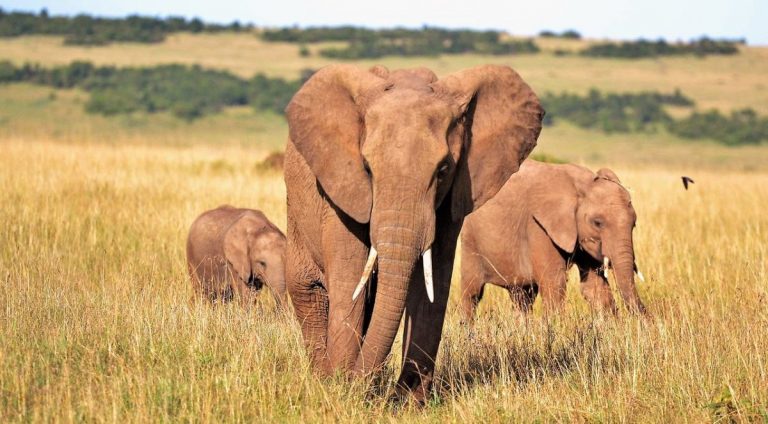 Elefanti in Kenya