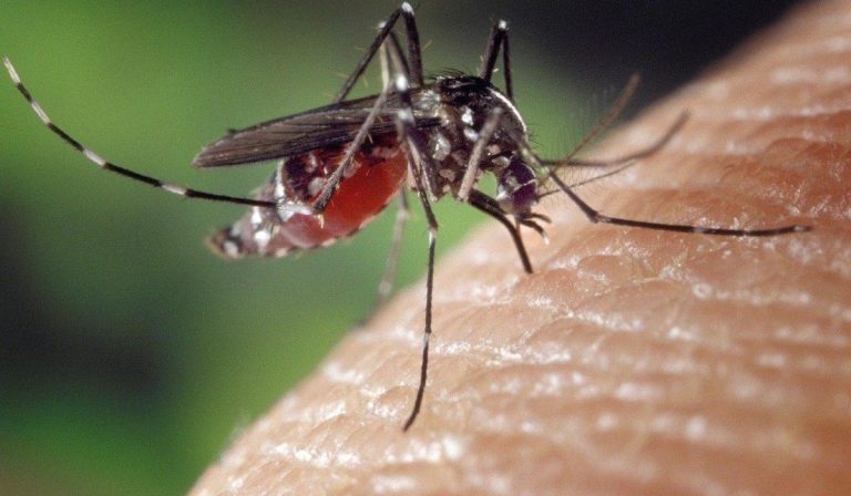 encefalite west nile