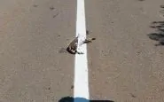 Nel rifare la segnaletica stradale, alcuni operai hanno verniciato un gatto che si trovava morto sull'asfalto