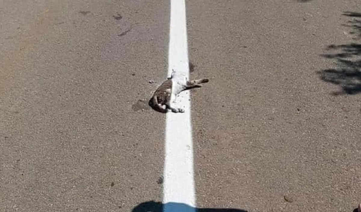 Nel rifare la segnaletica stradale, alcuni operai hanno verniciato un gatto che si trovava morto sull'asfalto