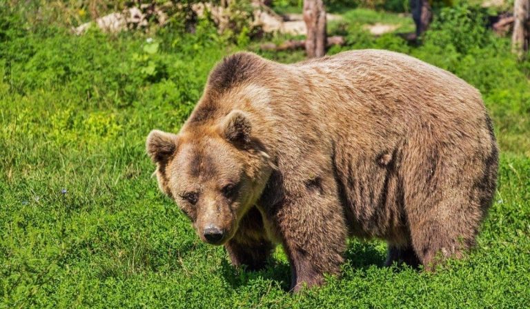 orso aggredisce carabiniere
