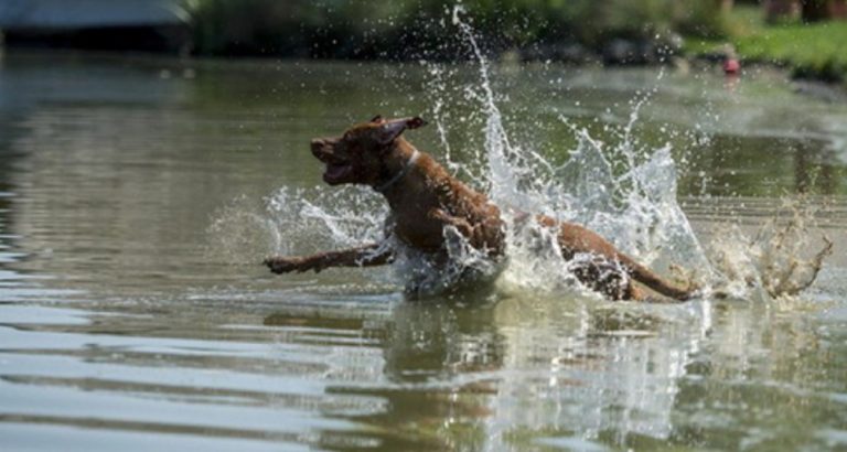 si tuffa nel Po per salvare cane