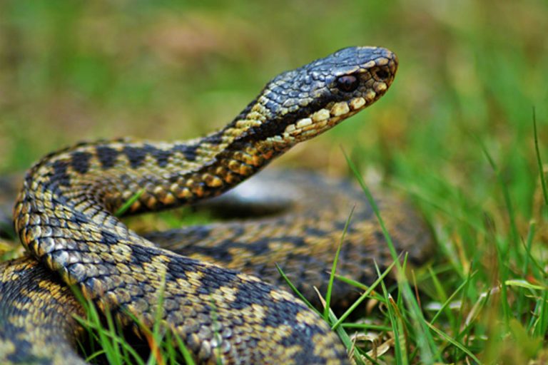 bambino morso vipera la spezia